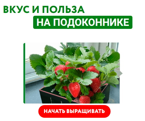 sedek ru технология выращивания земляники из семян