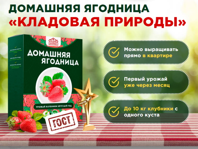 домашняя ягодница купить в москве в магазине