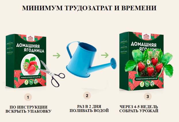 купить домашнюю ягодницу клубники в москве отзывы